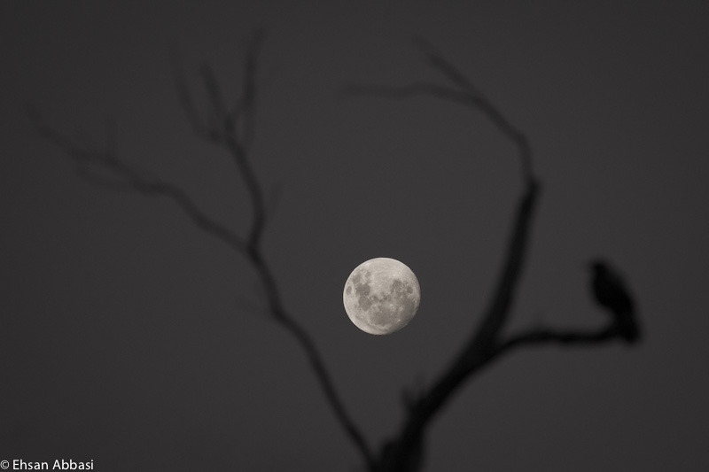 The Moon and The Bird